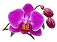 Orchid